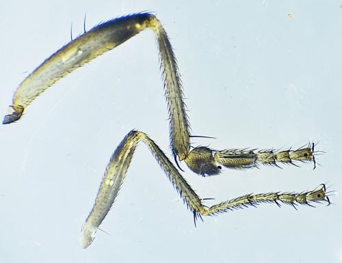 Copromyza equina